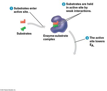 Active site lowers activation energy