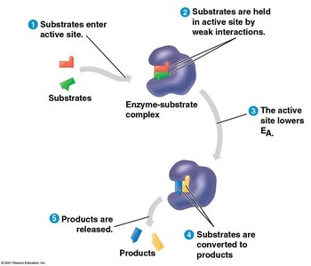 Enzyme catalytic cycle