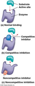 Competitive and noncompetitive inhibition