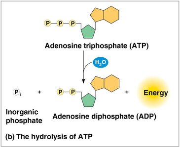 Hydrolysis of ATP