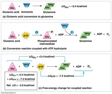 ATP coupling to glutamine synthesis