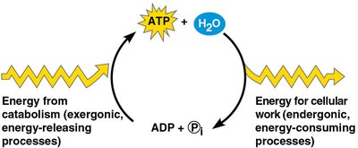 The ATP cycle