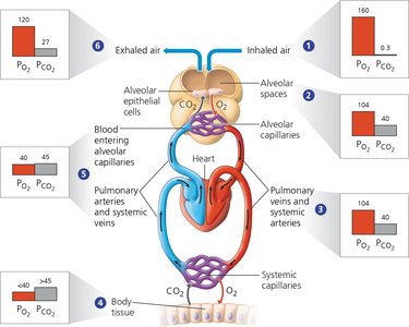 Diagram of partial pressures of O2 and CO2 in different parts of the circulatory and respiratory system