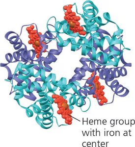 Ribbon model of hemoglobin showing heme groups with iron at center
