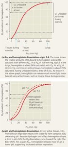 Hemoglobin dissociation curves showing effect of pH (Bohr shift)