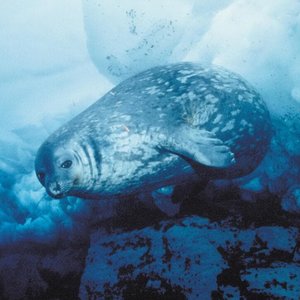 Weddell seal adapted for deep, long dives