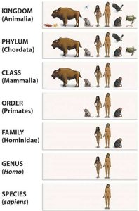Taxonomic hierarchy from kingdom to species