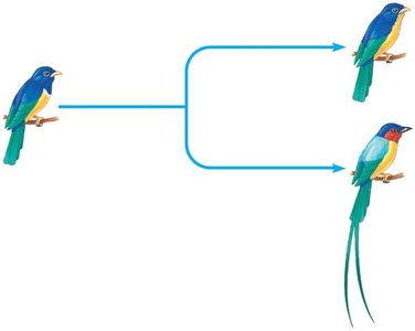 Diagram of speciation