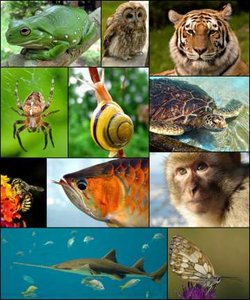 Collage of animal diversity
