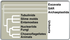 Eukaryotic supergroup phylogeny