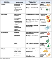 Table of eukaryotic supergroups and examples