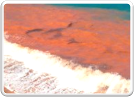 Red tide caused by dinoflagellate bloom