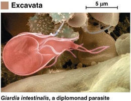 Giardia intestinalis, a diplomonad parasite