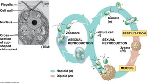 Green algae life cycle with alternation of generations