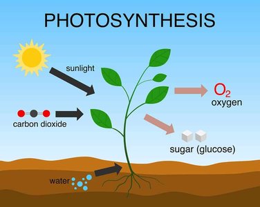 Photosynthesis diagram