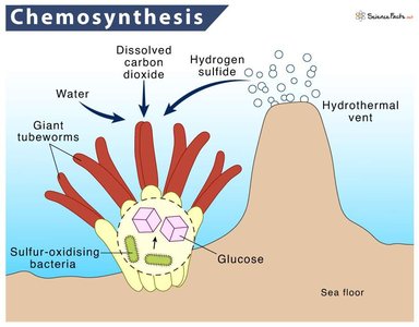 Chemosynthesis diagram