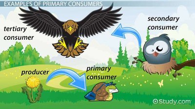 Trophic levels: producer, primary, secondary, tertiary consumer