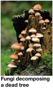 Fungi decomposing a dead tree