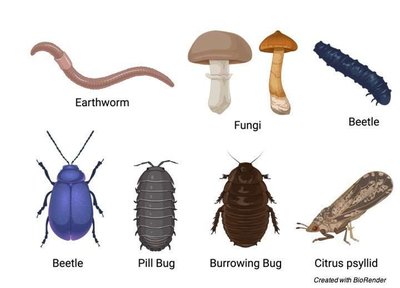 Illustration of detritivores