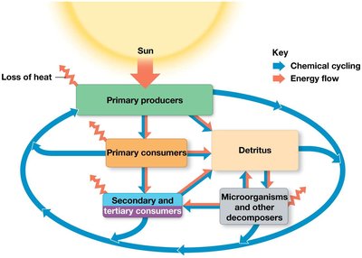 Ecosystem energy flow and chemical cycling diagram