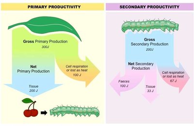 Primary productivity definition