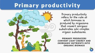 Gross and net primary production diagram