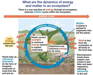 Diagram of energy flow and chemical cycling in an ecosystem