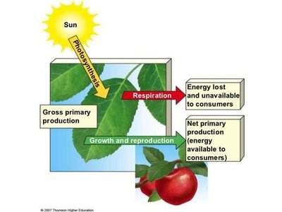 Gross and net primary production diagram