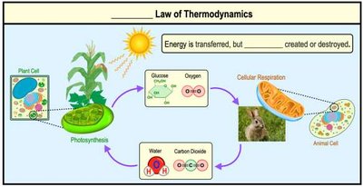 Diagram illustrating the first law of thermodynamics in ecosystems