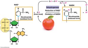 NAD+ as an electron shuttle