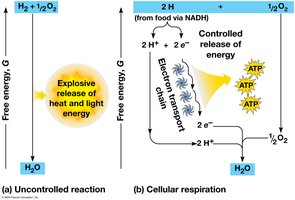 Uncontrolled vs. controlled energy release in electron transport