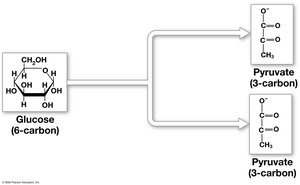 Glycolysis: glucose to pyruvate