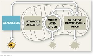 Glycolysis: energy input and output