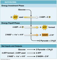 Glycolysis: energy investment phase