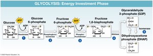 Glycolysis: energy payoff phase