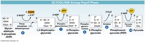 Glycolysis: summary of inputs and outputs