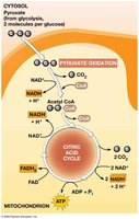 Pyruvate oxidation and citric acid cycle overview