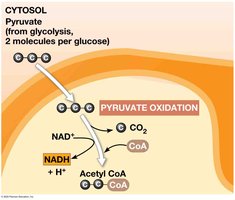 Citric acid cycle details