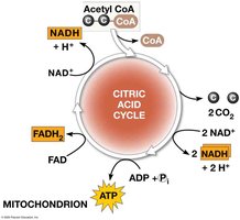 Citric acid cycle summary