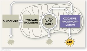 Electron transport chain in mitochondria