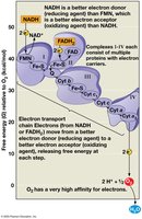 Chemiosmosis and ATP synthesis