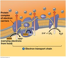 ATP synthase structure and function