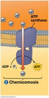 Chemiosmosis and ATP synthase