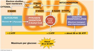 ATP yield per stage of cellular respiration