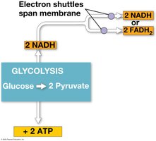 ATP yield per stage of cellular respiration