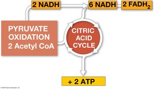 ATP yield per stage of cellular respiration