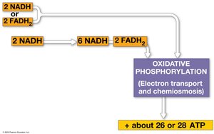 ATP yield per stage of cellular respiration