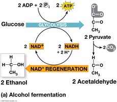 Alcohol fermentation pathway