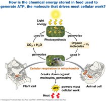 Overview of energy flow and chemical recycling in cells