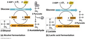 Fermentation summary
